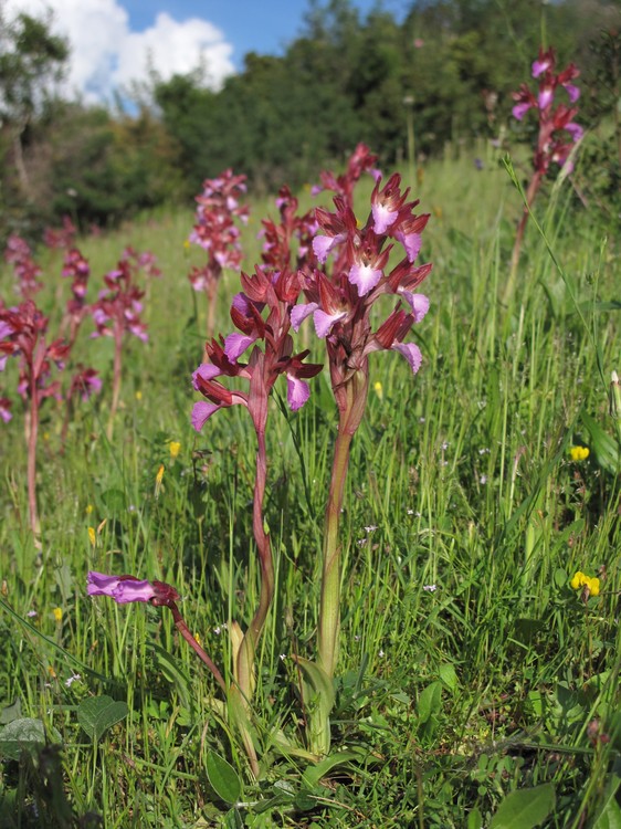 Anacamptis papilionacea